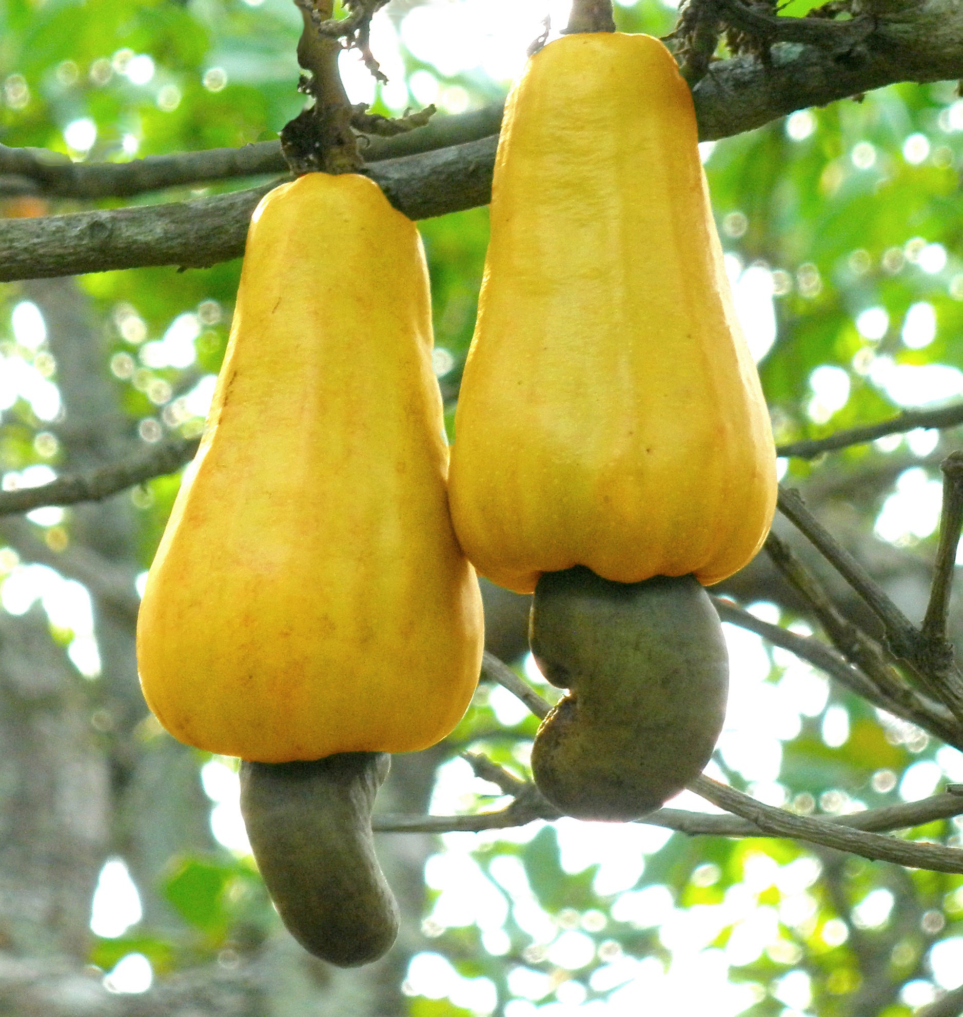 cashew-apples-value-nutri